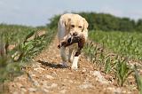 LABRADOR 446